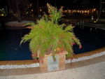 Unser Hotel KataThani Beach am Abend Blumen (TH).